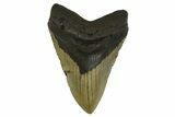 Fossil Megalodon Tooth - North Carolina #299402-1